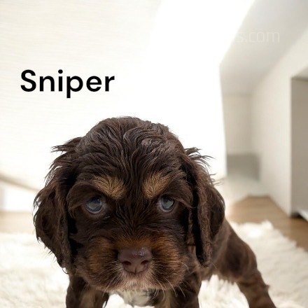 puppy, for, sale, Cocker Spaniel, Joe & Cherri  Overlease, dog, breeder, Miller, MO, dog-breeder, puppy-for-sale, forsale, nearby, find, puppyfind, locator, puppylocator, aca